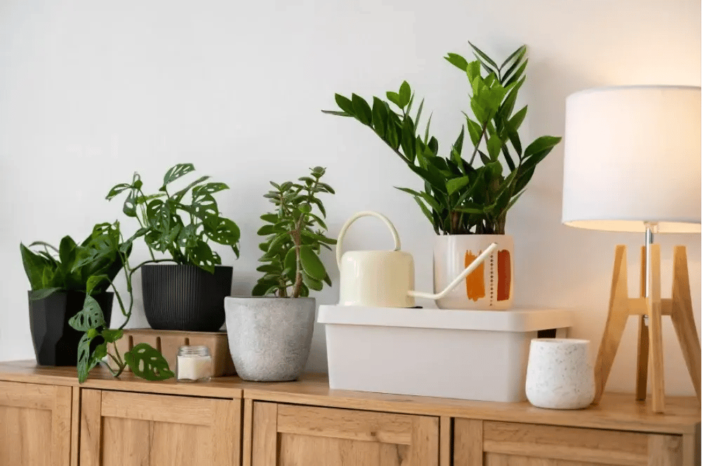 Décoration avec des plantes d'intérieur : Un guide pour transformer votre espace